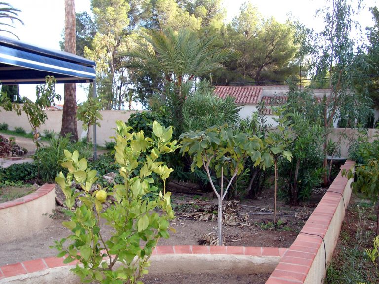 2014 11 03 citrus feigen ga 768x576