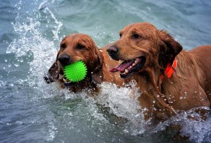 Costa Blanca Urlaub mit Hund Vacaciones con perro - Holidays with dog