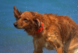 Hunde Fotos im Urlaub - Fotos de perros Vacaciones, Dog photos holidays