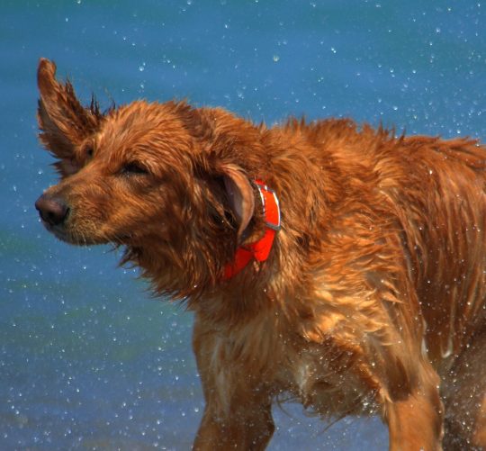 Hunde Fotos im Urlaub - Fotos de perros Vacaciones, Dog photos holidays