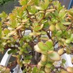 Dickblattgewäche Casa Don Fernando Sukkulenten Geldbaum