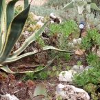 Steingarten Pflanzen Costa Blanca Altea 14