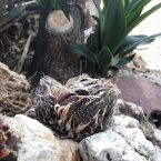 Sukkulenten Costa Blanca ALtea 01