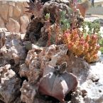 Sukkulenten Costa Blanca ALtea 02