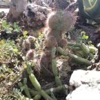 Sukkulenten Costa Blanca ALtea 03