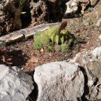 Sukkulenten Costa Blanca ALtea 04