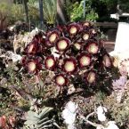 Sukkulenten Costa Blanca ALtea 05