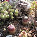 Sukkulenten Costa Blanca ALtea 06