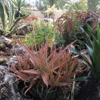 Sukkulenten Costa Blanca ALtea 07