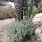 Steingarten Pflanzen Costa Blanca Altea 08