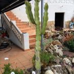 Steingarten Pflanzen Costa Blanca Altea 10