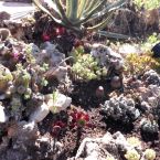 Steingarten Pflanzen Costa Blanca Altea 12