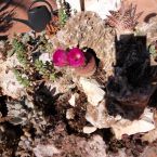 Steingarten Pflanzen Costa Blanca Altea 13