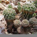 Fotogalerie Sukkulenten