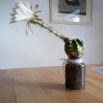 Casa Don Fernando Steingarten Sukkulenten Kakteen Fotos