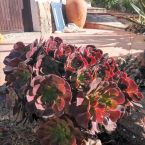 Casa Don Fernando Sukkulenten Steingarten