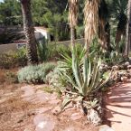 Blatt Sukkulenten Agave Casa Don Fernando 01