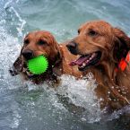 Costa Blanca Urlaub mit Hund Vacaciones con perro - Holidays with dog