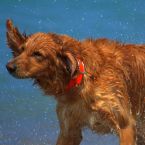 Hunde Fotos im Urlaub - Fotos de perros Vacaciones, Dog photos holidays